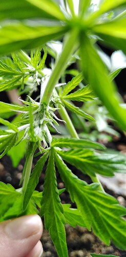 17186215437178620095988313271810