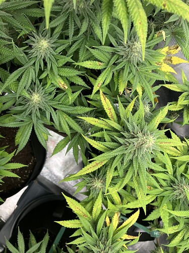 IMG_3252