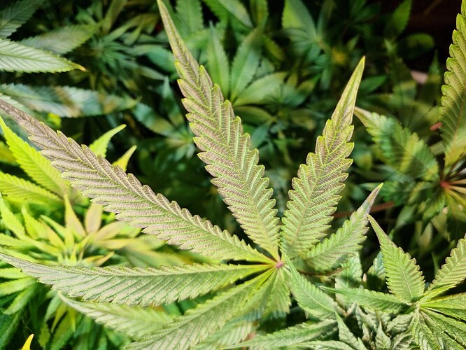 Nahaufnahme von Cannabisblättern im Wuchsstadium, mit feinen violetten Adern auf den grünen Blättern.