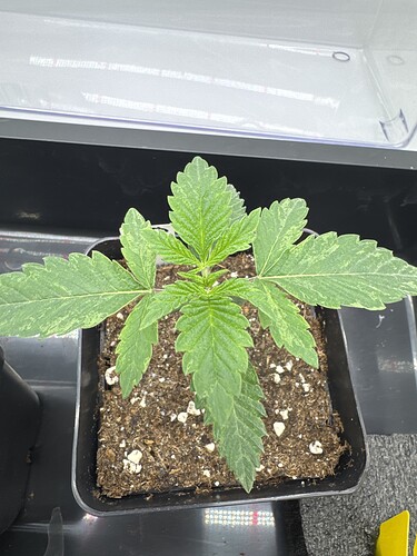 Growreport Bild 11