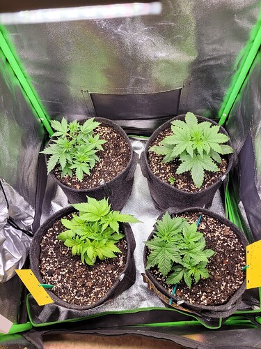 Growreport Bild 32