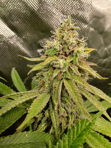 Growreport Bild 3