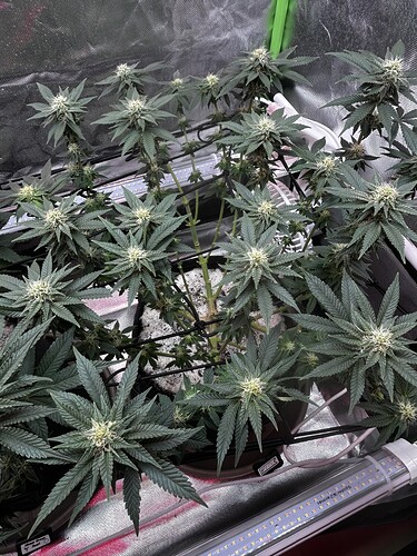 Growreport Bild 24