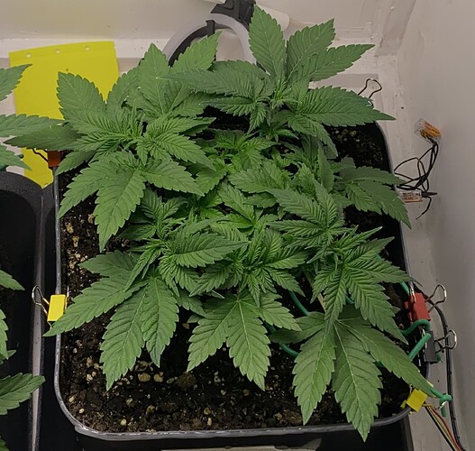 Growreport Bild 5
