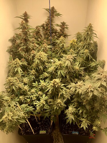 Growreport Bild 2
