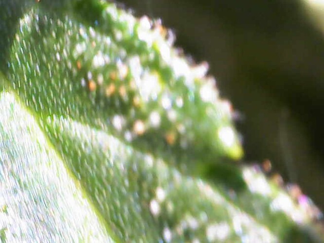 Image_2024-07-15 11_08_47_746