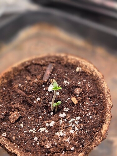 b62c18a26f1a1d2911d9513e4e08daa0ce92506b_2_750x1000