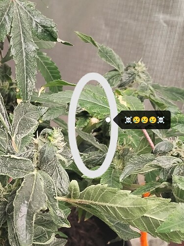 IMG_20240624_220452_edit_68239061707352