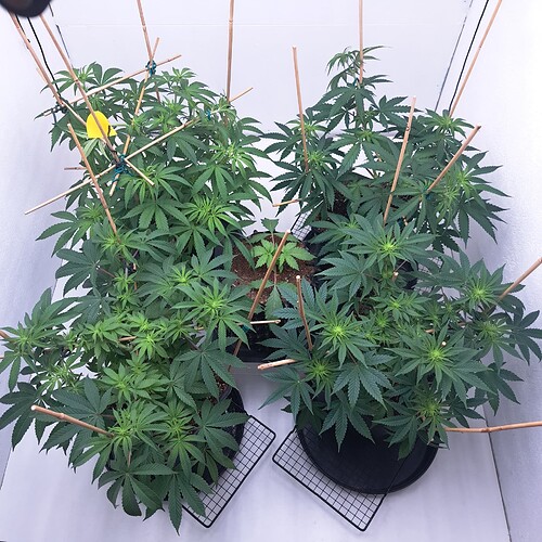 Growreport Bild 16