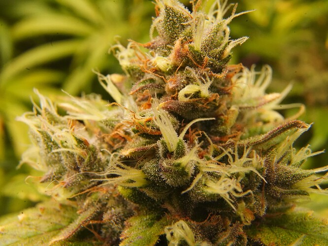 Trichomes3
