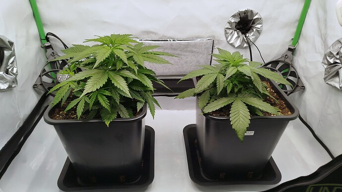 Growreport-Bild