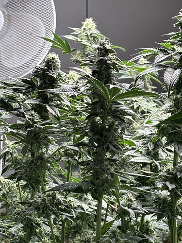 Growreport Bild 43