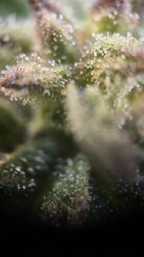 Growreport Bild 38