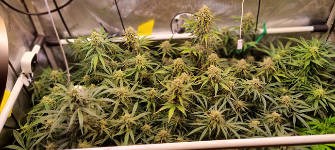 Growreport Bild 22