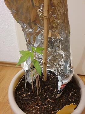 Cana_21 Tage_A