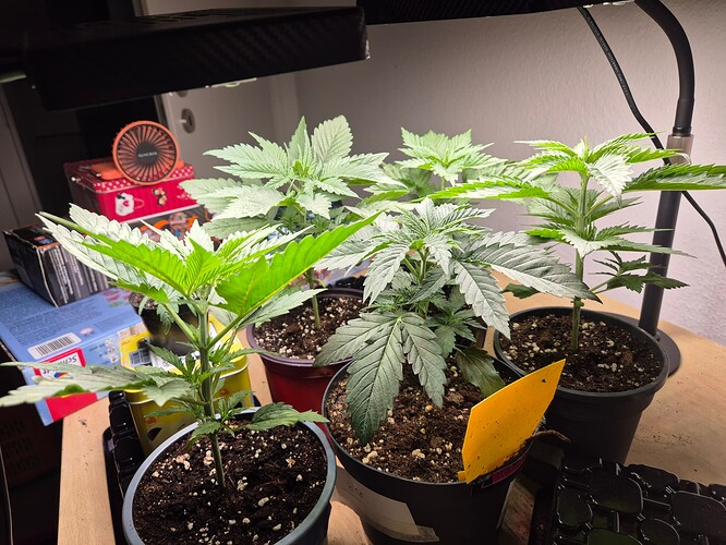 17160420474522951341674854002361