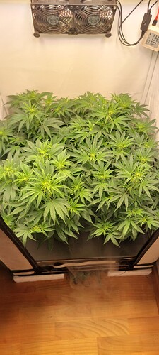 Growreport Bild 7