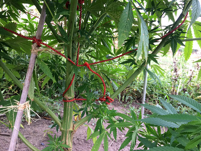 Grow26090203