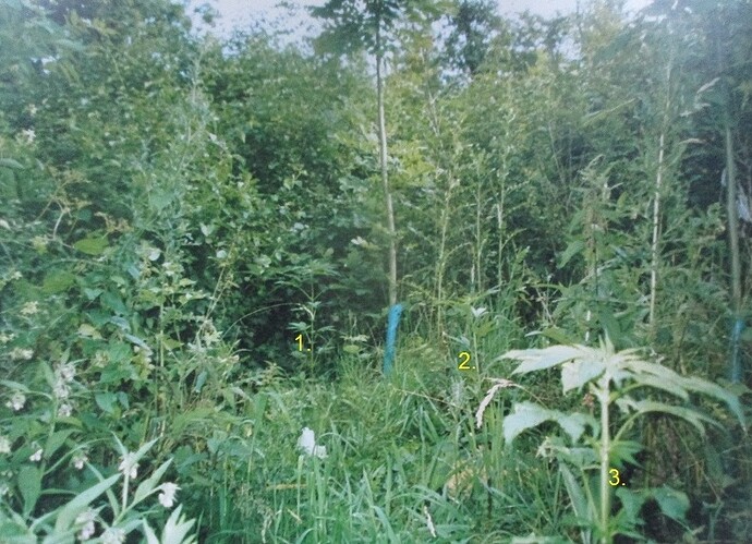 Schonung -Juni