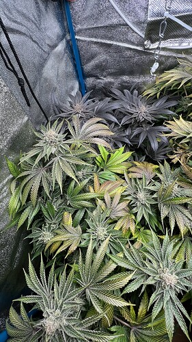 Growreport Bild 3