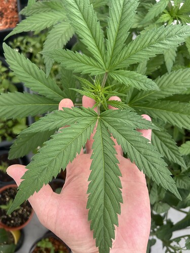 Growreport Bild 13