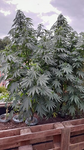 Growreport Bild 13