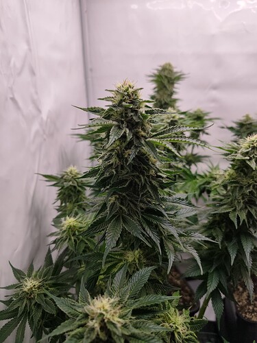 Growreport Bild 15