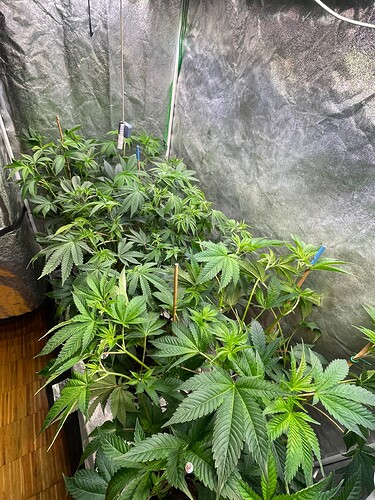 Growreport Bild 25