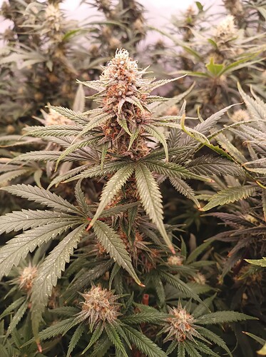 Growreport Bild 23