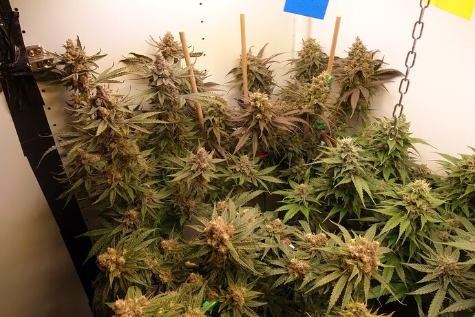 Growreport Bild 1