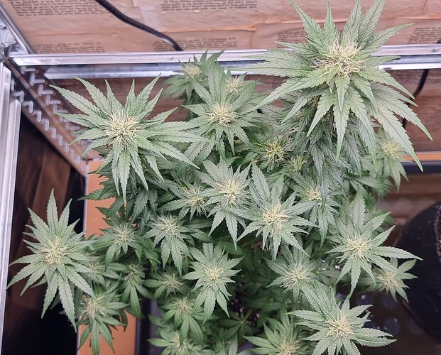 Growreport Bild 4