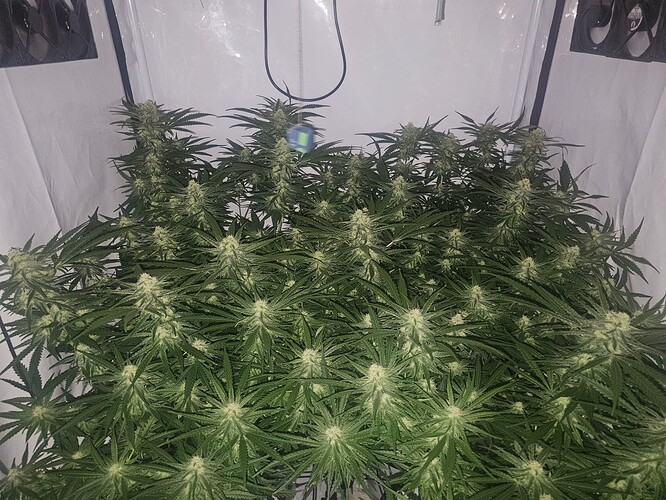 Growreport Bild 5