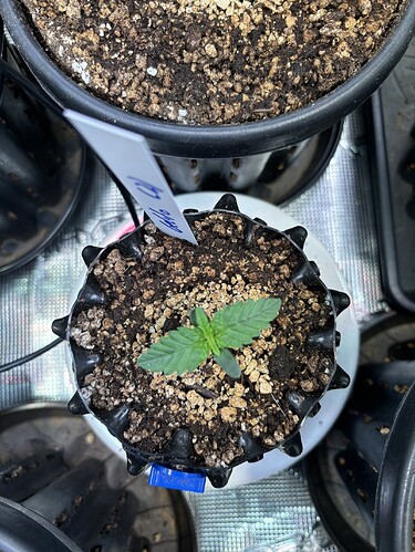 Growreport Bild 25