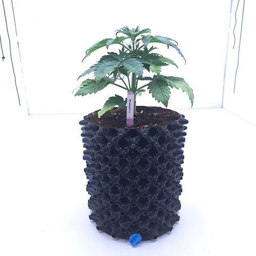 Growreport Bild 5