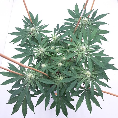 Growreport Bild 12