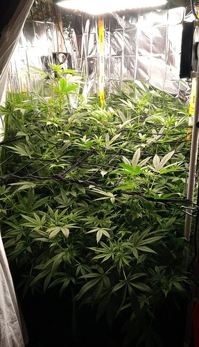 Growreport Bild 1