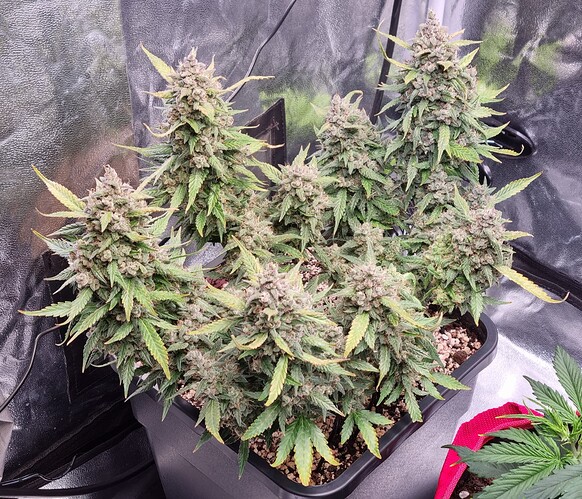 Growreport Bild 12