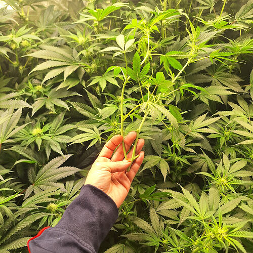 Growreport Bild 7