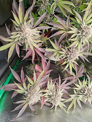 Growreport Bild 15