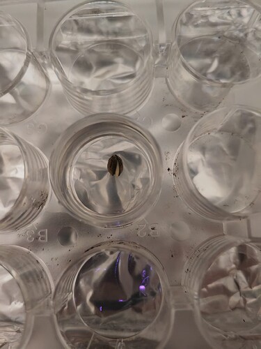 Growreport Bild 5