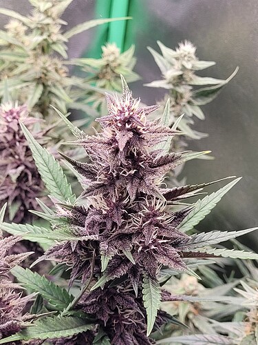 Growreport Bild 6