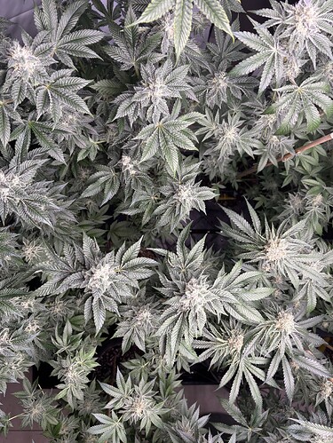 Growreport Bild 20