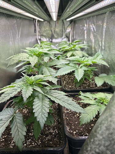Growreport Bild 34