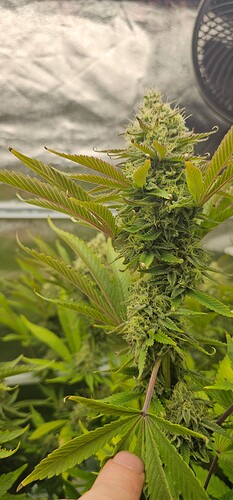 Growreport Bild 36