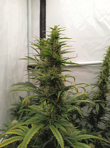 Growreport Bild 13