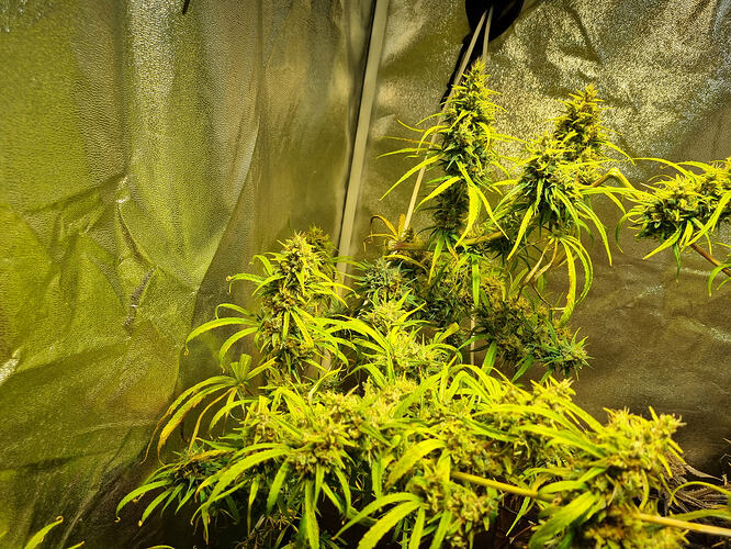 Mehrere blühende Cannabispflanzen mit dichten Blütenständen in einem Growzelt.