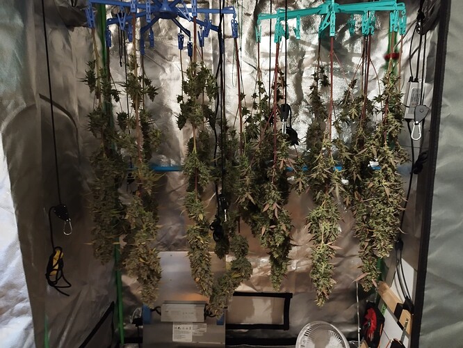 Mehrere Cannabis-Pflanzen hängen kopfüber in einem Zelt, um zu trocknen. Die Buds sind dicht und von guter Größe.
