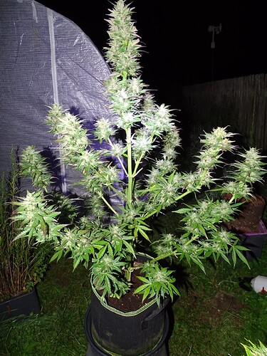 Growreport Bild 30
