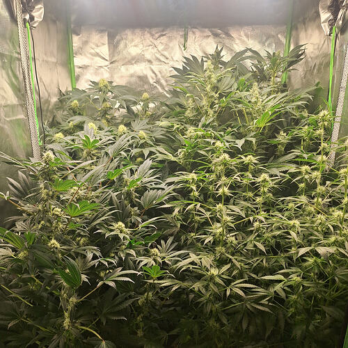 Growreport Bild 1