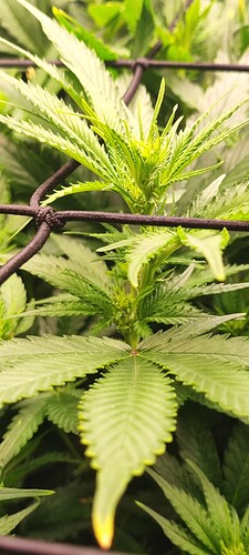 Growreport Bild 3